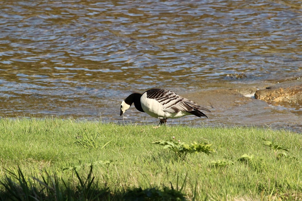 Pato blanco y negro en campo de hierba verde cerca del cuerpo de agua durante el día