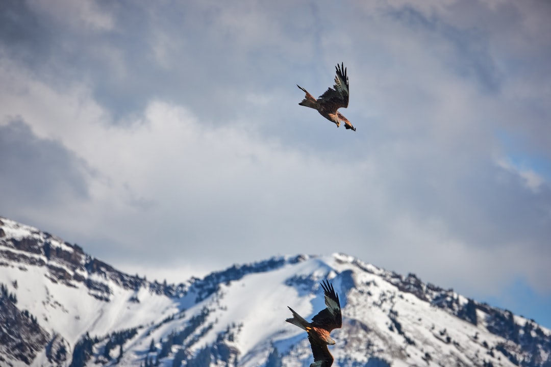 black bird flying over snow covered mountain during daytime