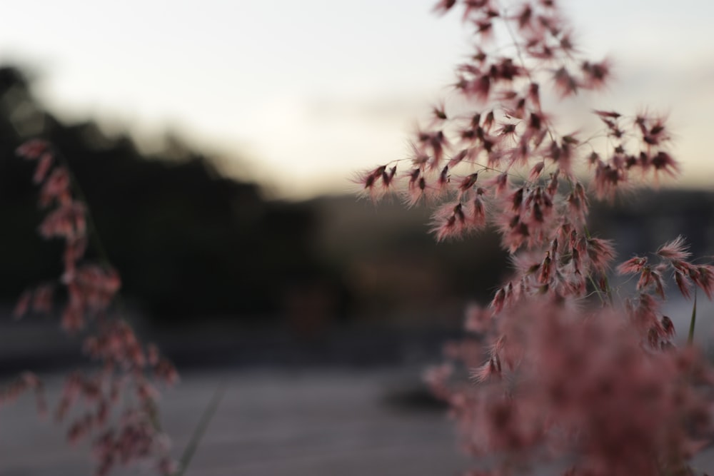 fiori rosa e bianchi su pavimento di cemento grigio