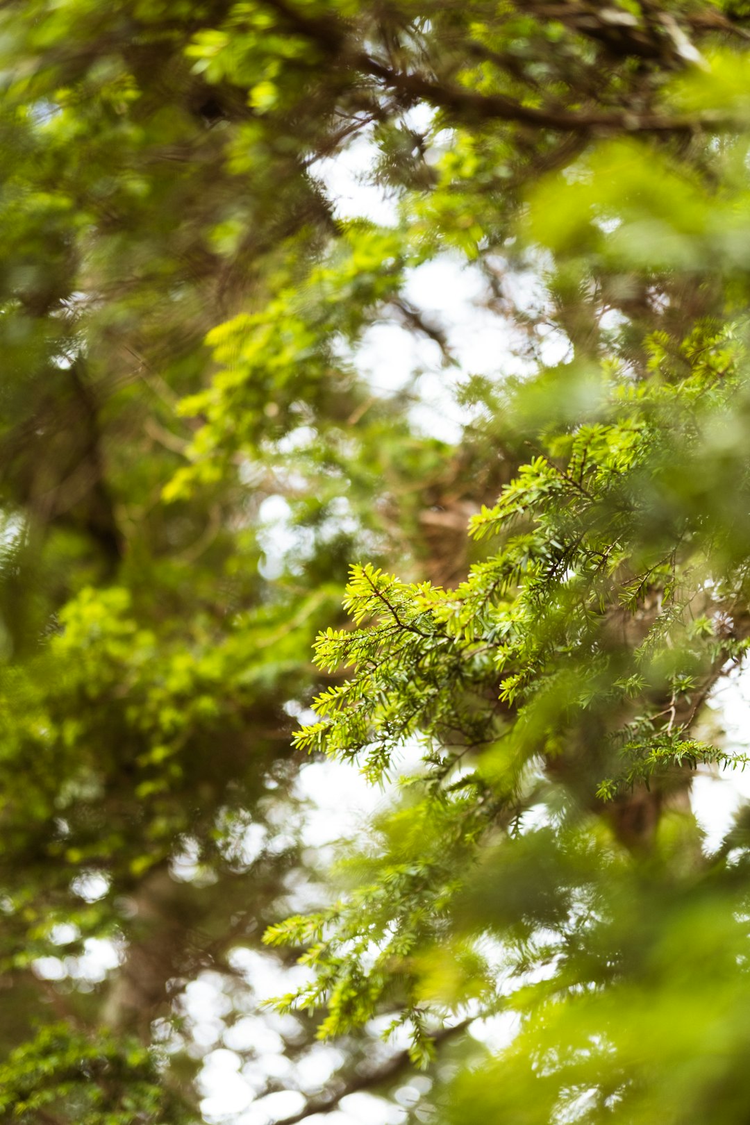 green leaves in tilt shift lens