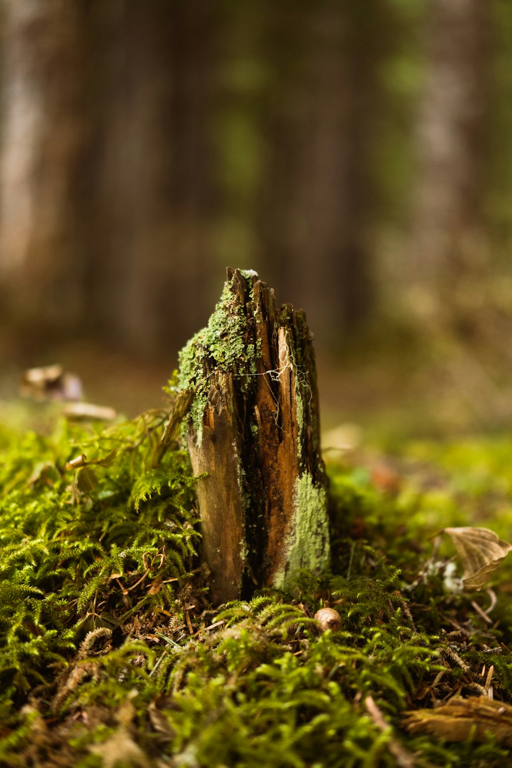 brown tree trunk on green grass