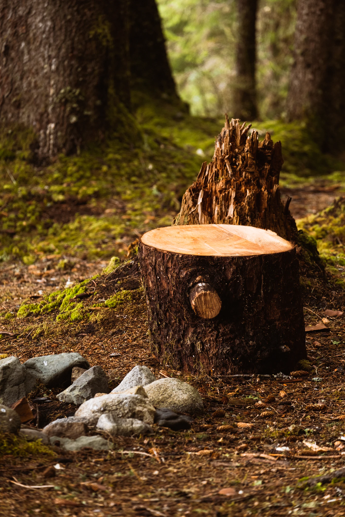 Worker cutting and clearing a felled tree