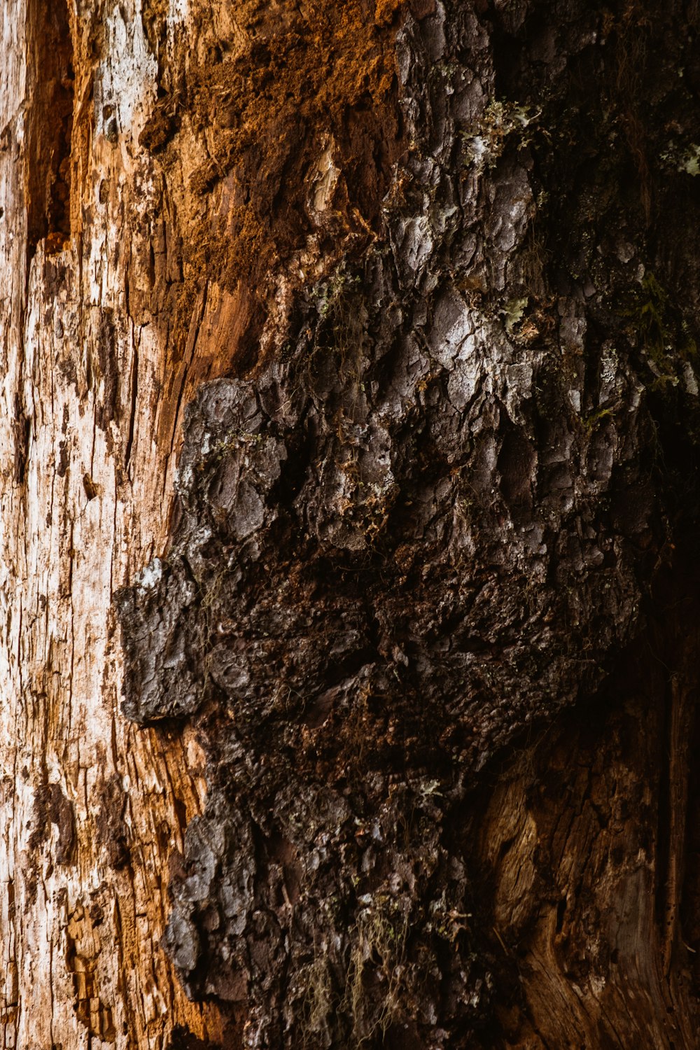 brown and black tree trunk