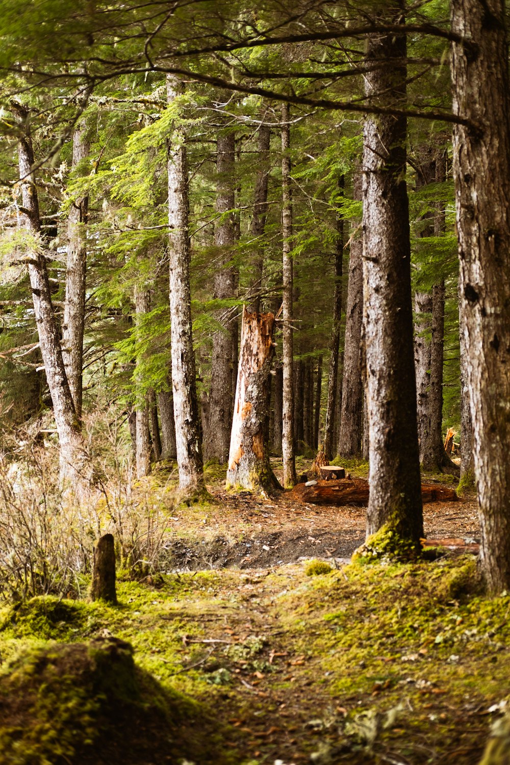 green and brown trees during daytime