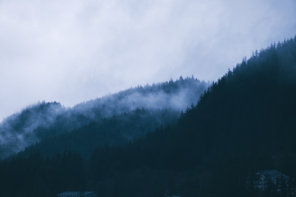 green trees covered with white clouds