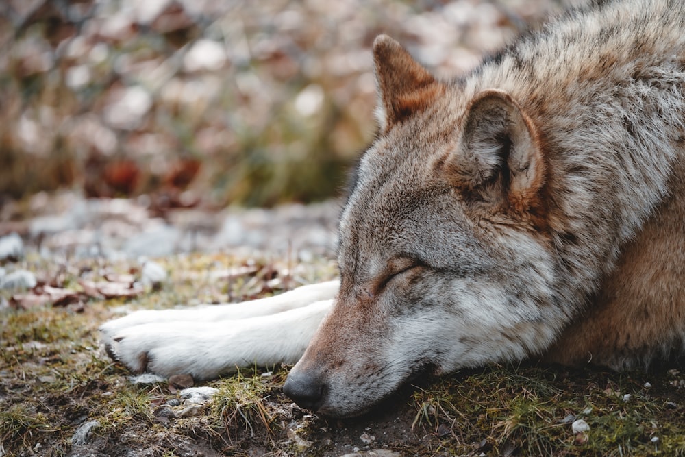 brown and white wolf lying on ground