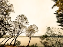 A calm lake is framed by the silhouette of trees with gentle, twisting trunks and branches. The sky is overcast with a soft glow, hinting at either dawn or dusk. The water's surface reflects the muted light, creating a serene ambiance.