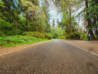 gray concrete road between green trees during daytime