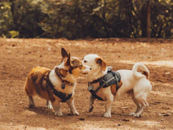 2 white and brown dogs on brown dirt during daytime