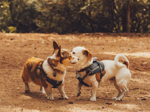 2 white and brown dogs on brown dirt during daytime