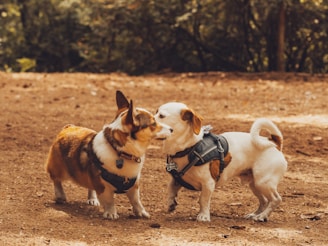 2 white and brown dogs on brown dirt during daytime