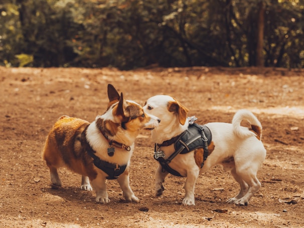 2 white and brown dogs on brown dirt during daytime