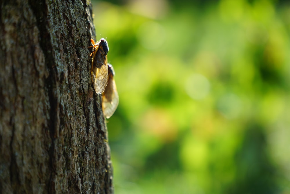 brown and black insect on brown tree trunk during daytime