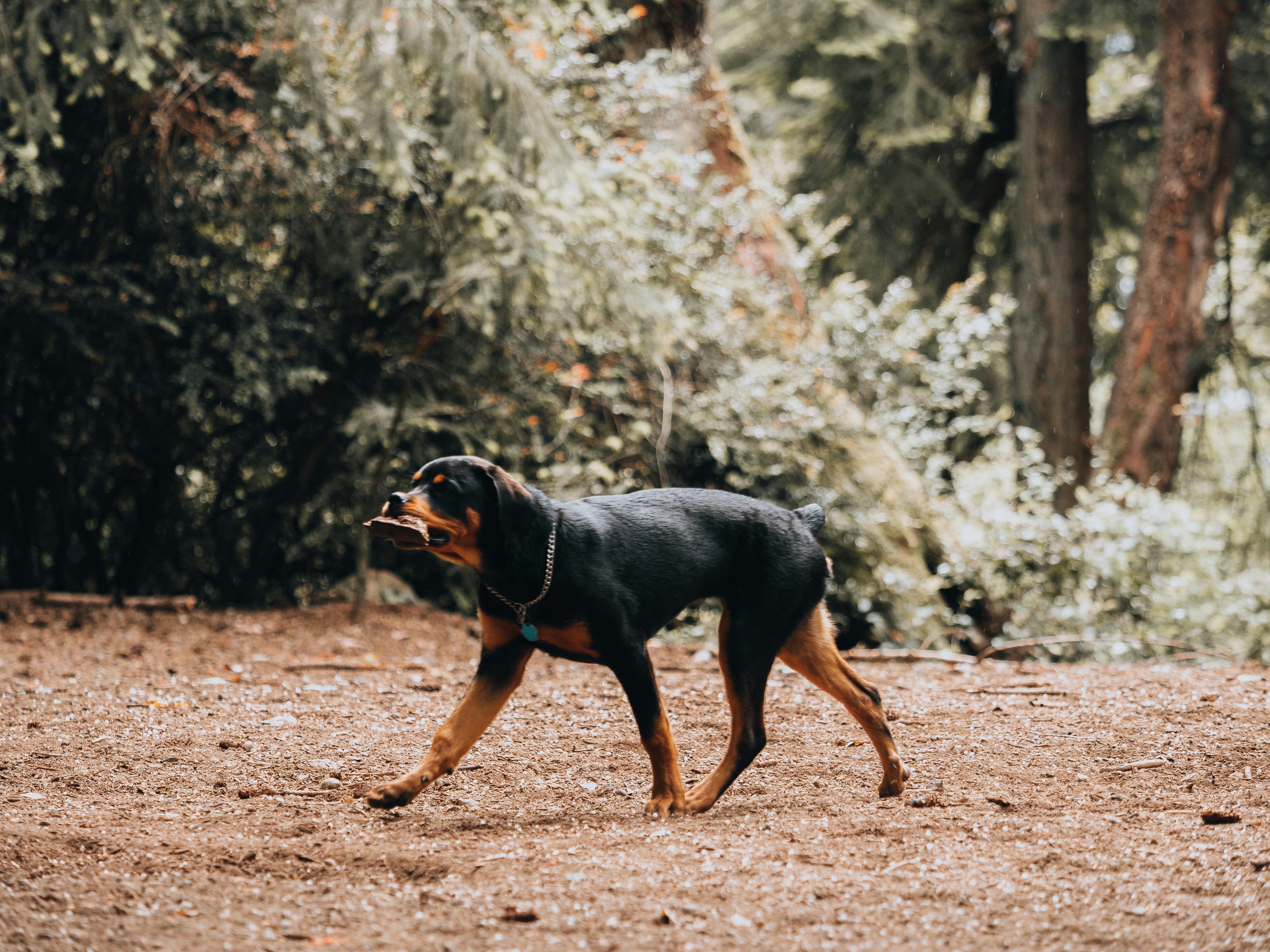Chien moyen à poil court noir et feu courant sur un chemin de terre brun pendant la journée