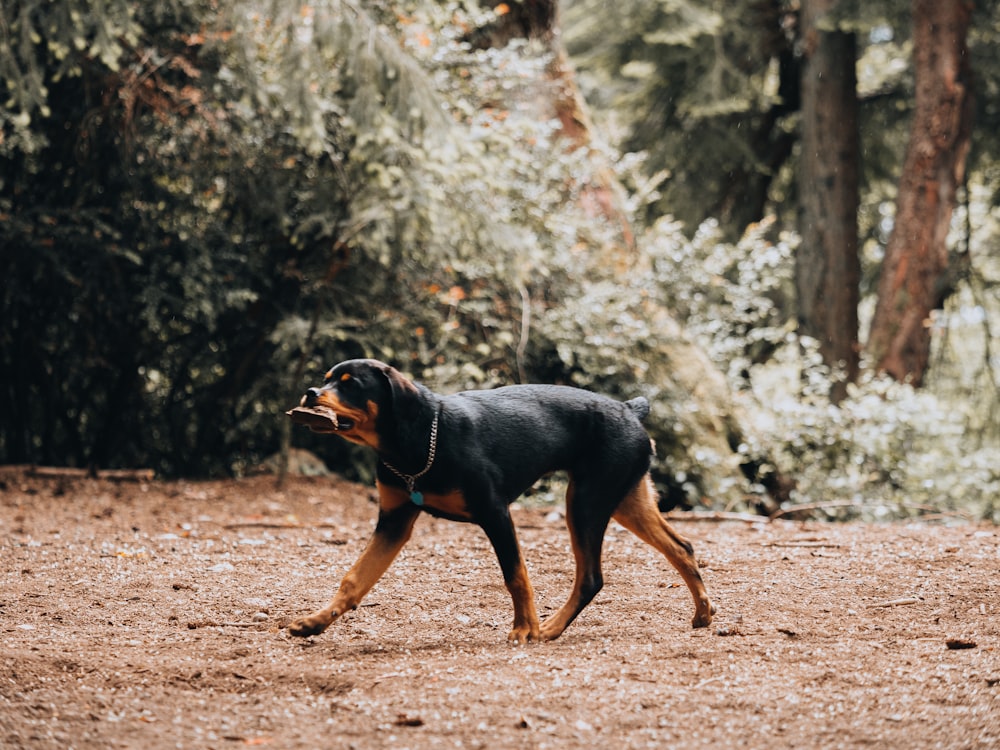 black and tan short coat medium dog running on brown dirt road during daytime