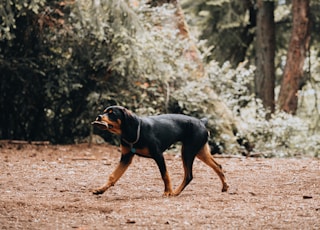 black and tan short coat medium dog running on brown dirt road during daytime