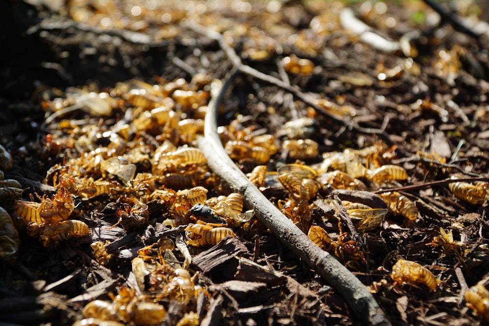 dried leaves on ground during daytime