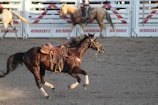 A dark brown horse gallops energetically in an arena with a saddle on its back. In the background, other horses and a fence with advertisements for Nebraska's Big Rodeo are visible.