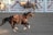A dark brown horse gallops energetically in an arena with a saddle on its back. In the background, other horses and a fence with advertisements for Nebraska's Big Rodeo are visible.