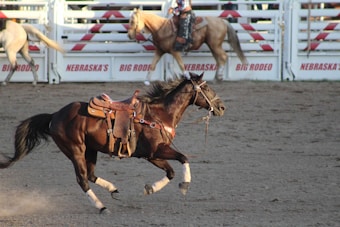 A dark brown horse gallops energetically in an arena with a saddle on its back. In the background, other horses and a fence with advertisements for Nebraska's Big Rodeo are visible.