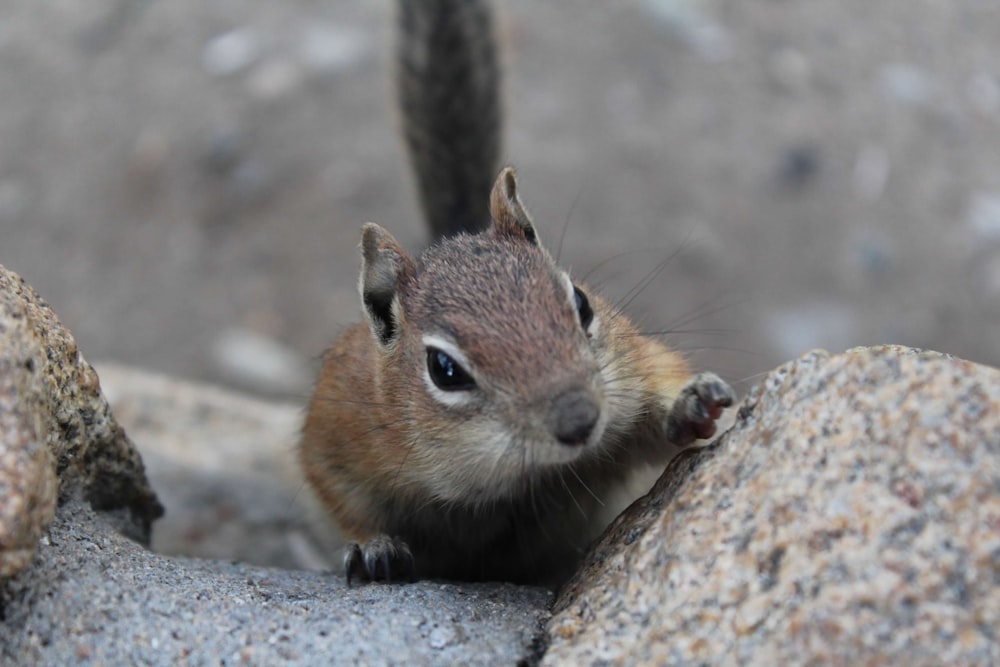 brown and white squirrel on gray rock