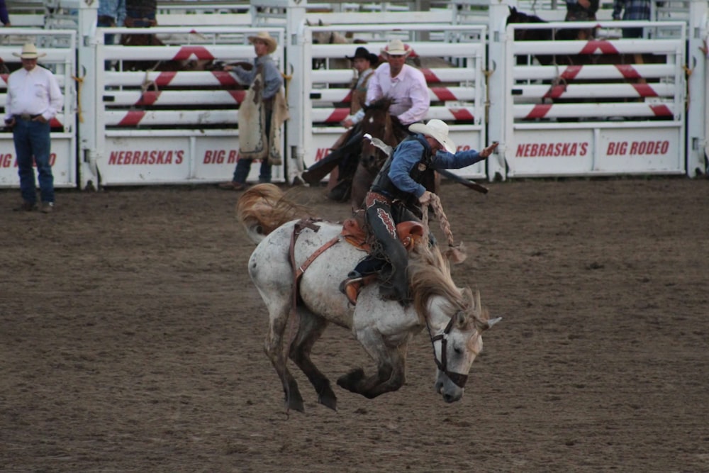 woman in blue jacket riding white horse during daytime