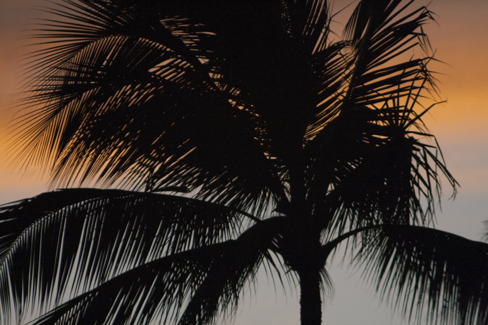 palm tree under blue sky during daytime