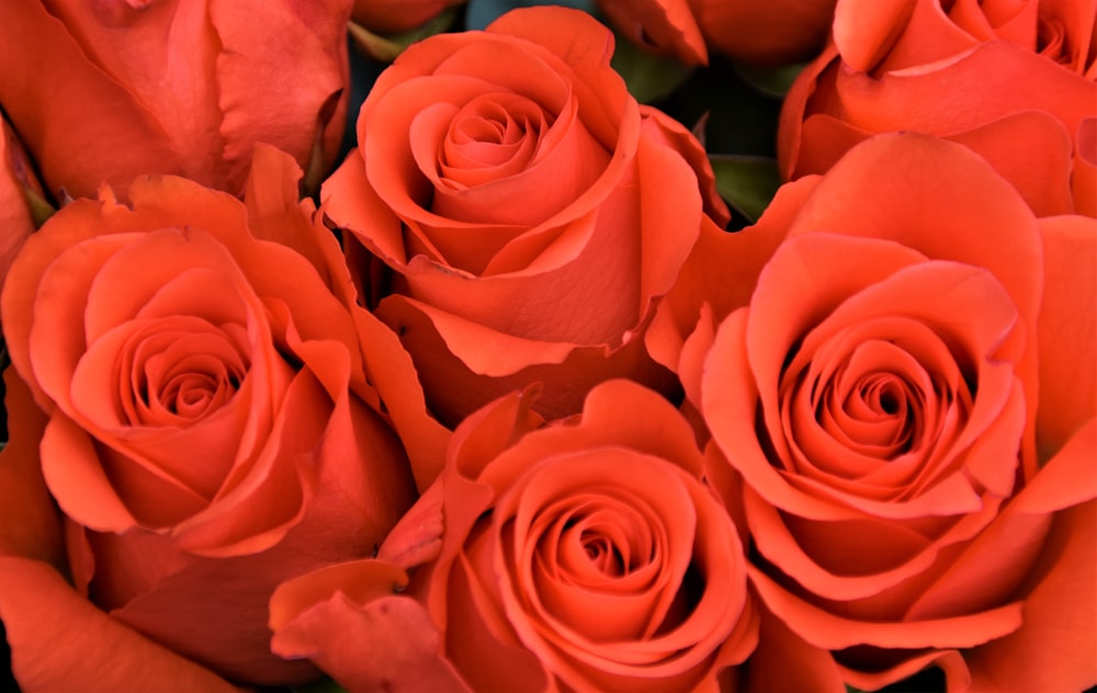 pink roses in close up photography