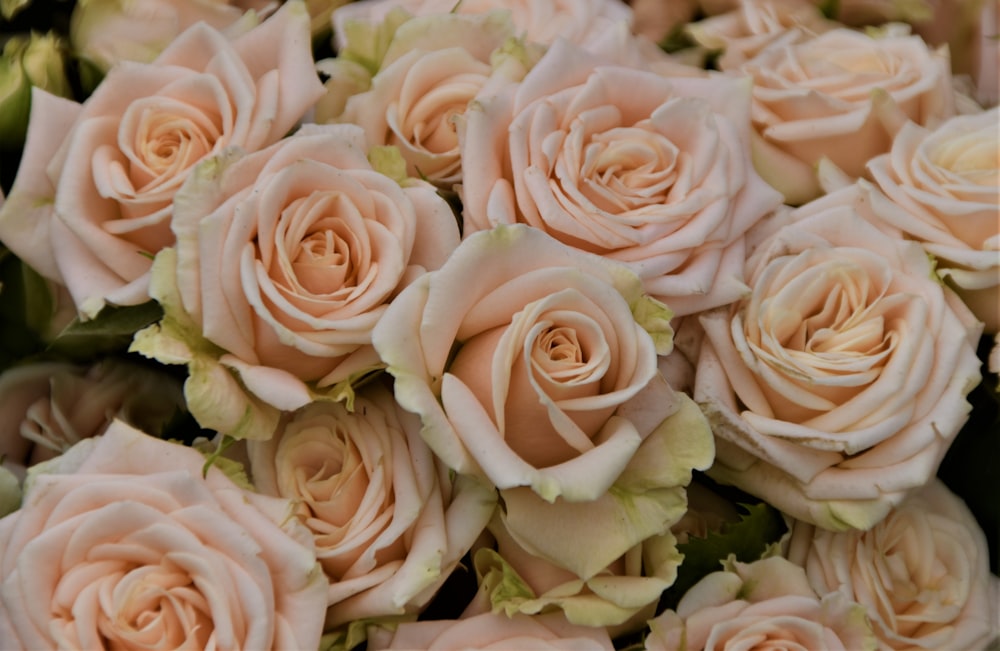 pink roses in close up photography