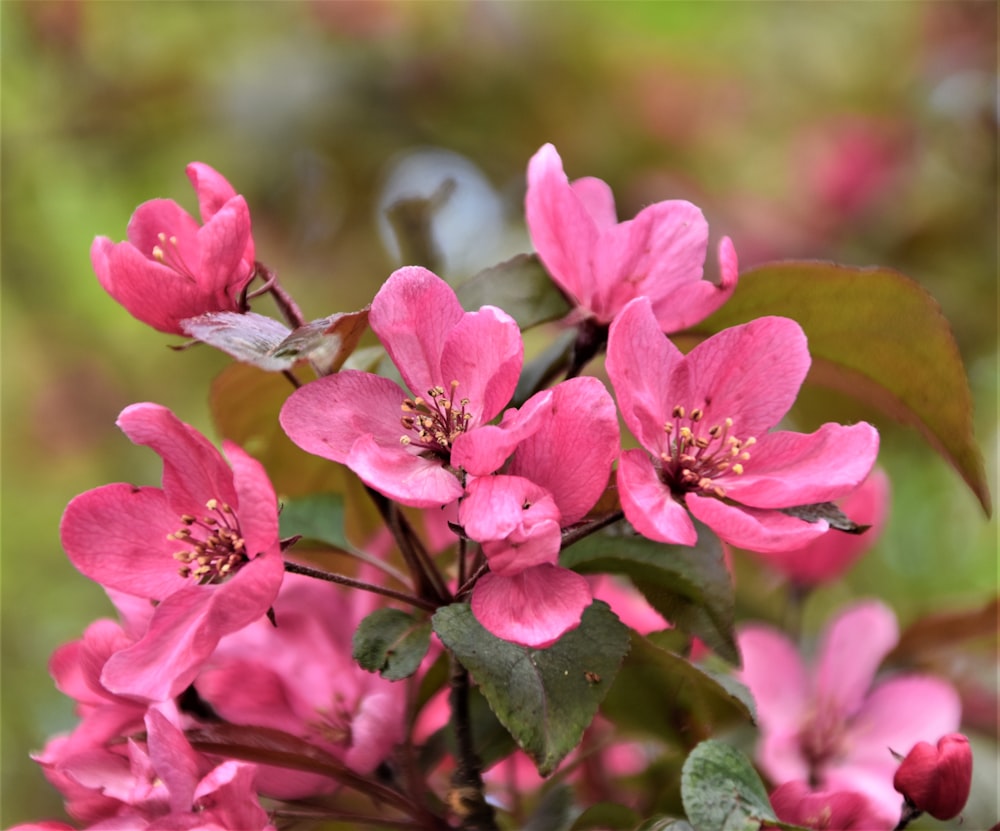 pink flowers in tilt shift lens