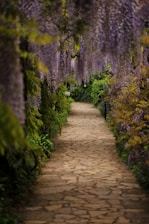 brown pathway between green plants