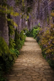 brown pathway between green plants