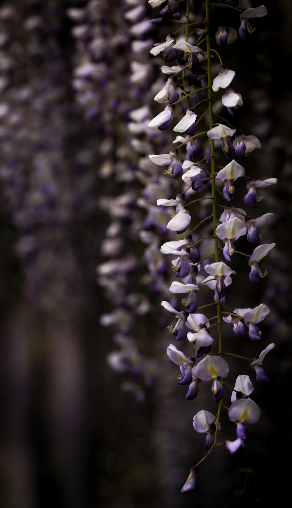 white flowers in tilt shift lens