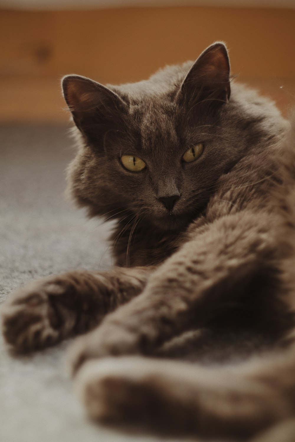black cat lying on gray textile