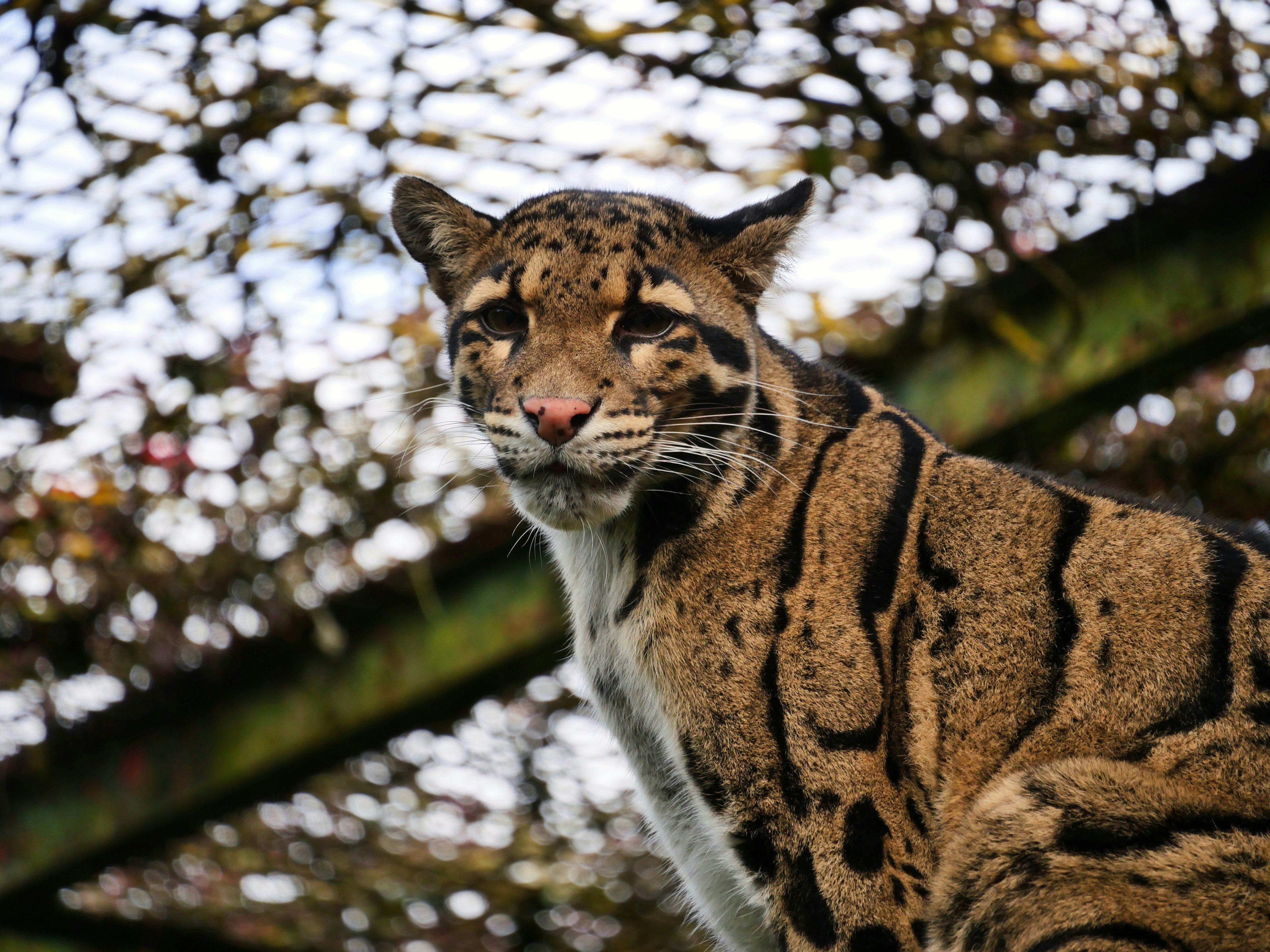 brown and black tiger cub