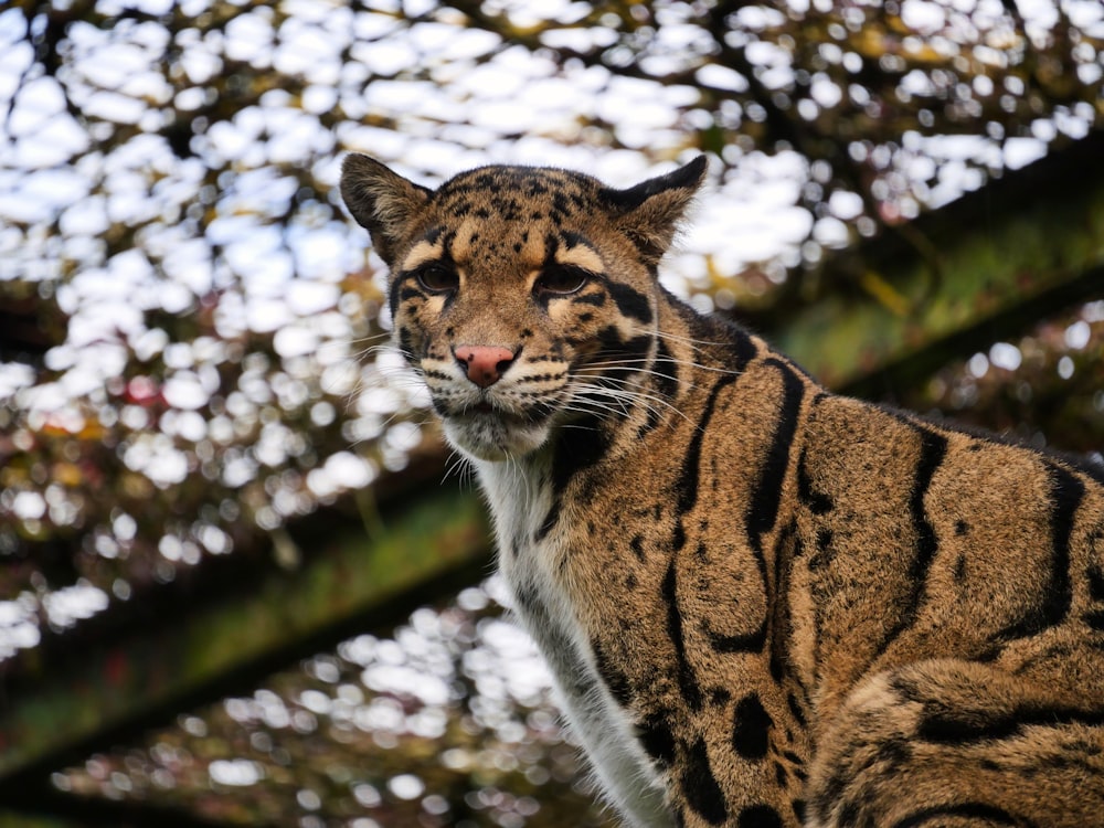 bébé tigre brun et noir