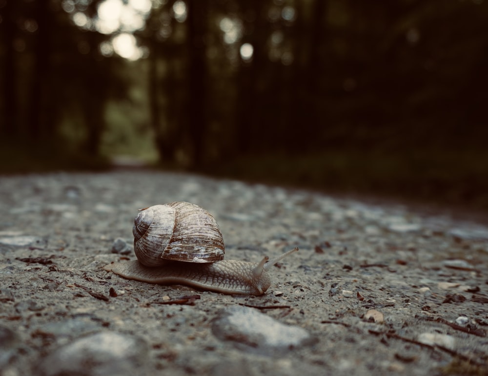 brown snail on gray concrete pavement
