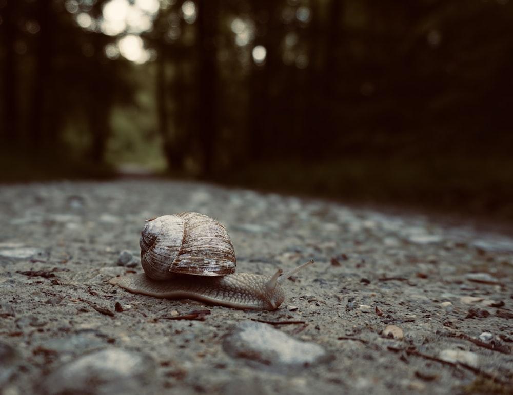 caracol marrom no pavimento de concreto cinza