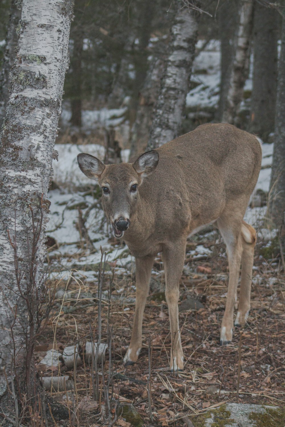 昼間、雪に覆われた地面に立つ茶色の鹿