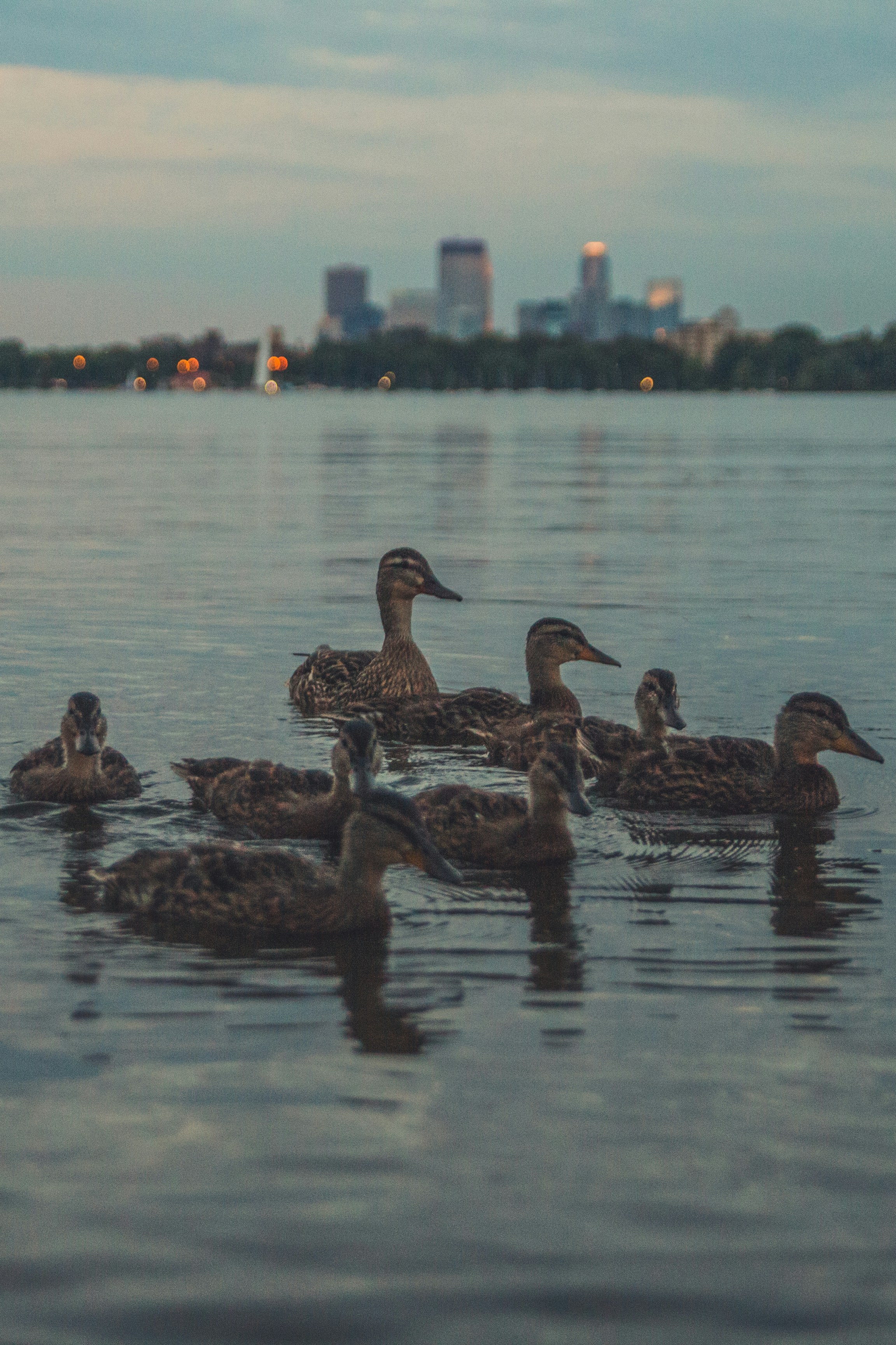 Cute ducks and ducklings swimming around in Lake Bde Maka Ska in Minneapolis Minnesota