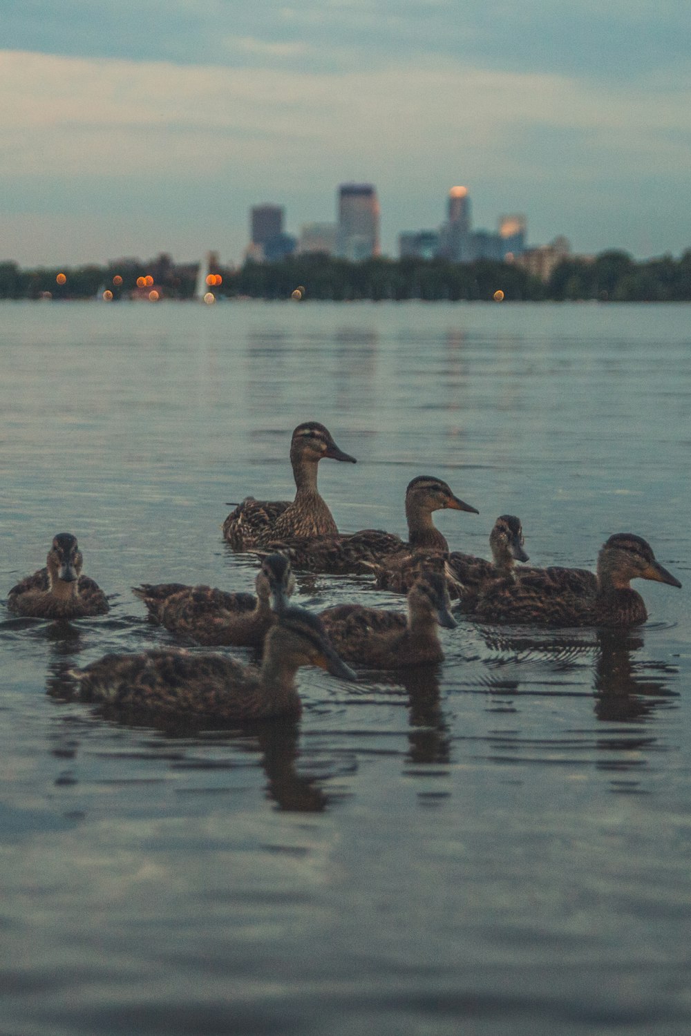 flock of duck on water during daytime