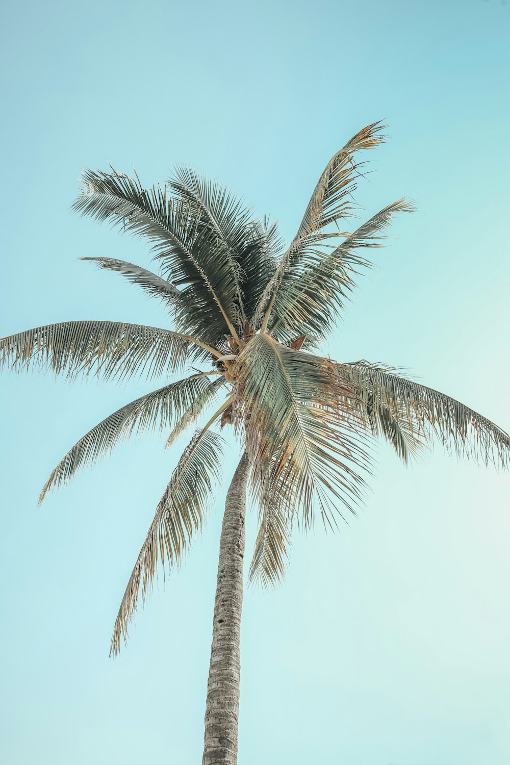 green palm tree under blue sky during daytime