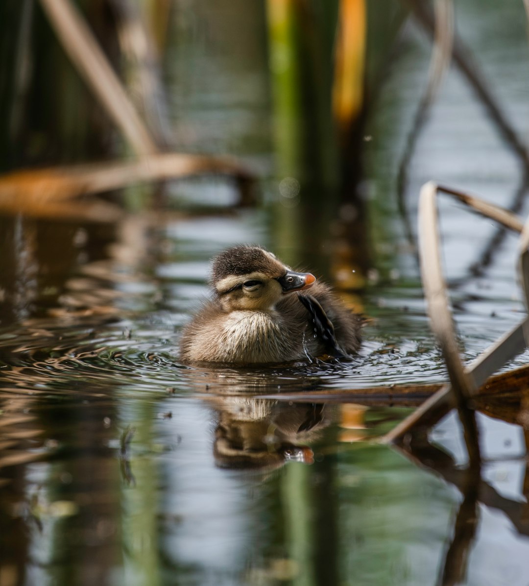 brown duck on water during daytime