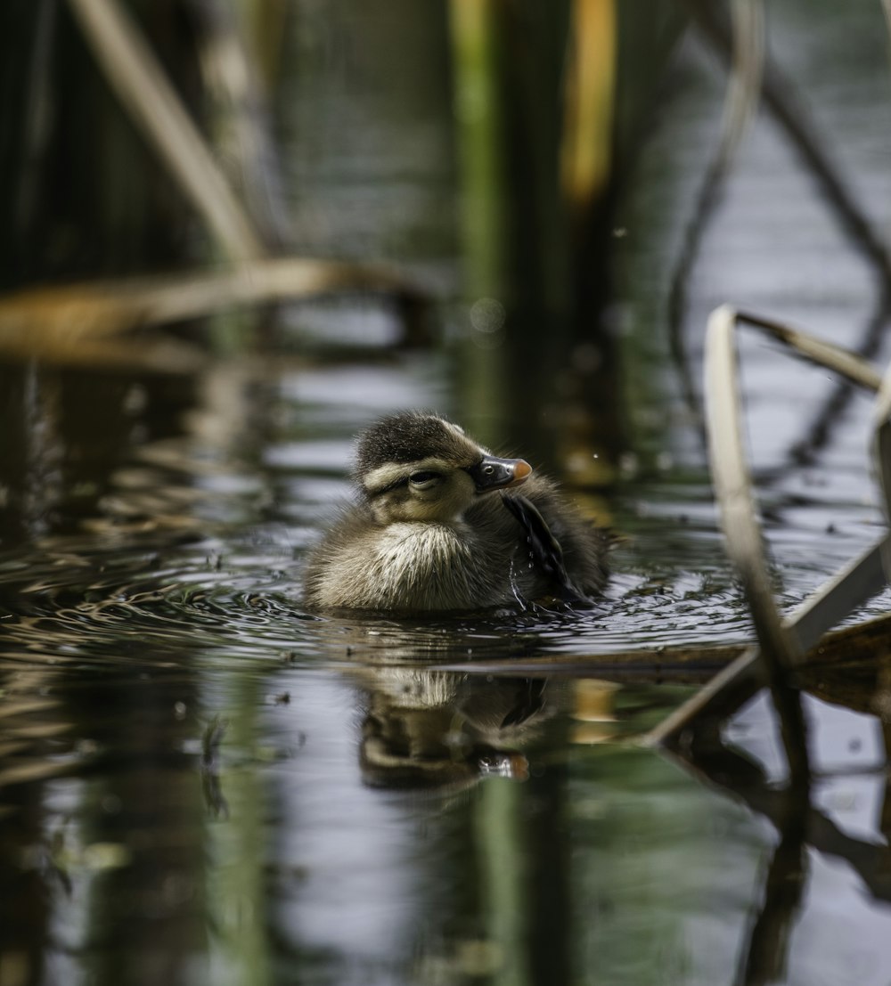 brown duck on water during daytime