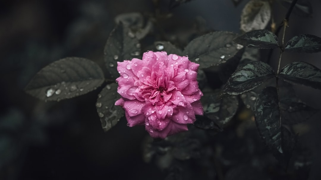 pink flower with green leaves