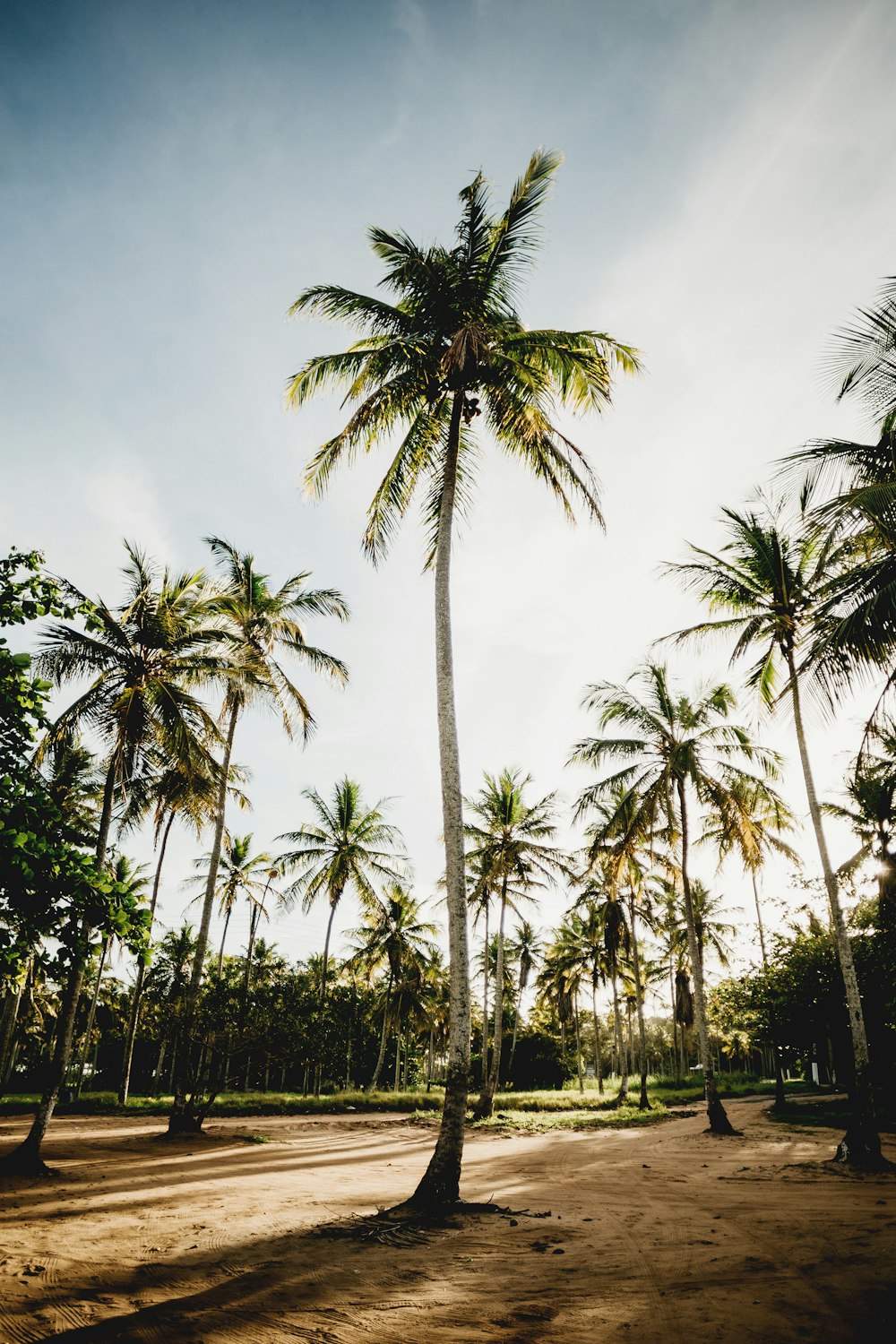 green coconut palm trees under blue sky during daytime