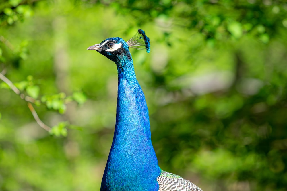 blue peacock in tilt shift lens