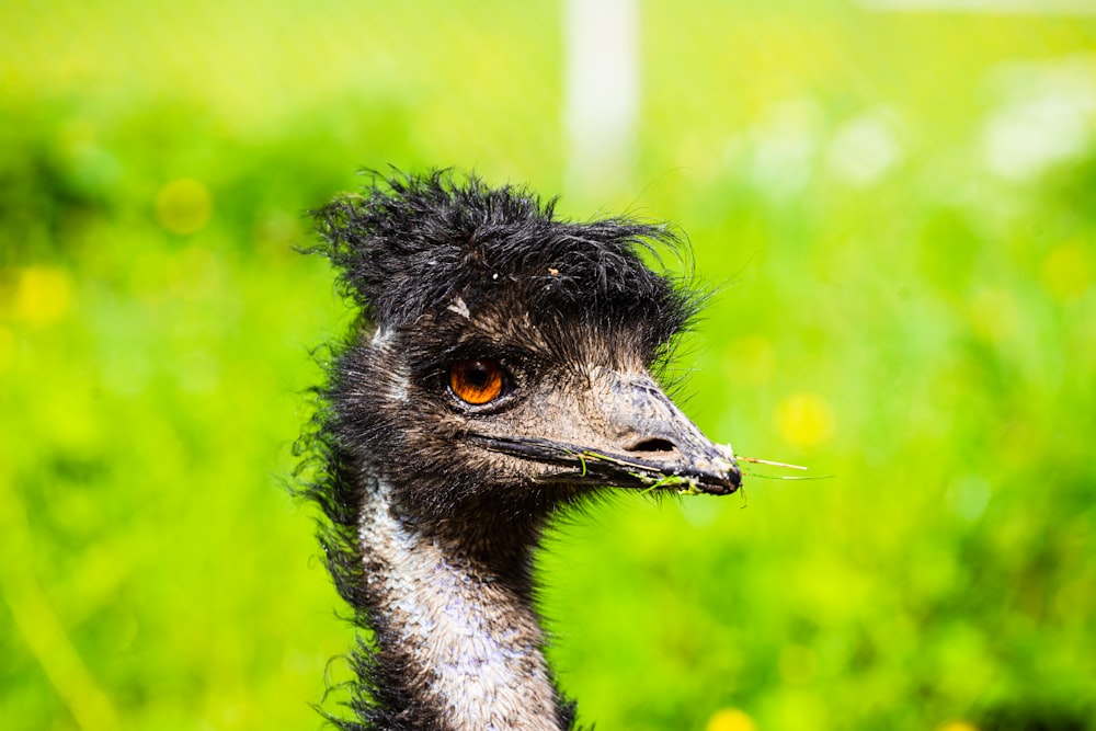 black ostrich in close up photography during daytime