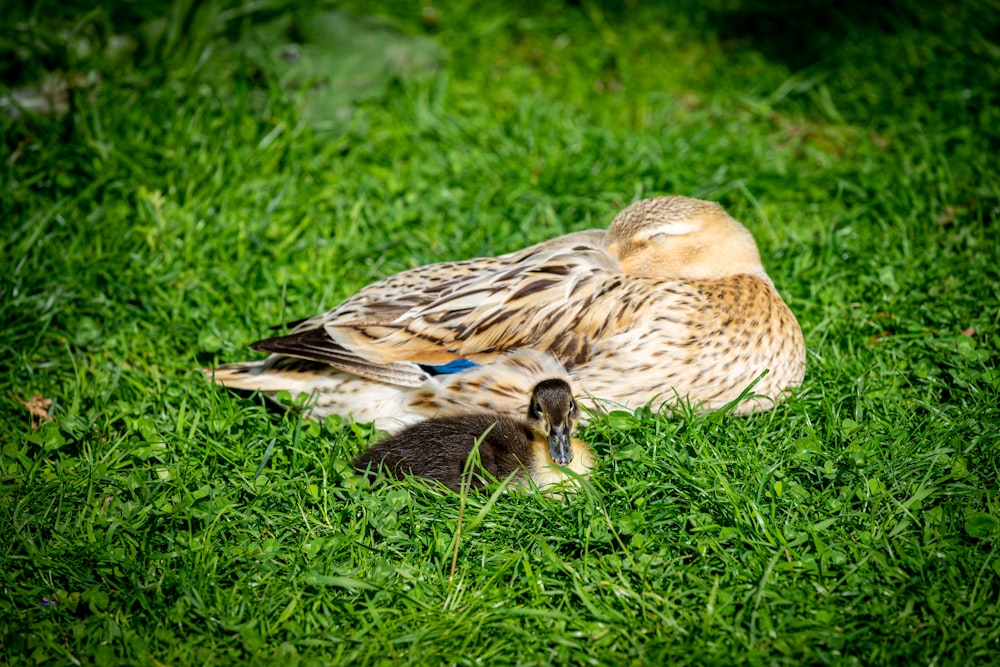 brown and white duck on green grass during daytime