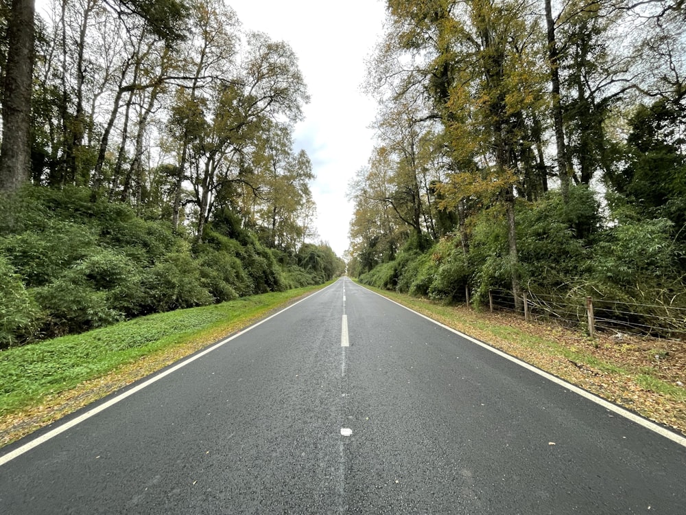 gray asphalt road between green trees during daytime